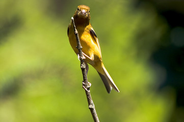 canary bird on a stick