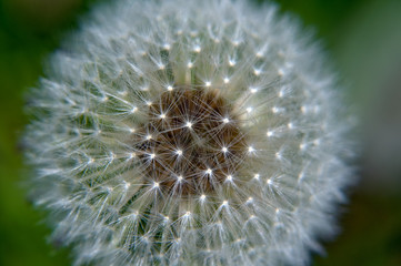 dandelion in bloom, close-up