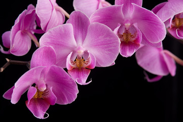 Fototapeta na wymiar Różowa orchidea, close-up