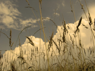 Grass