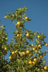 citronier