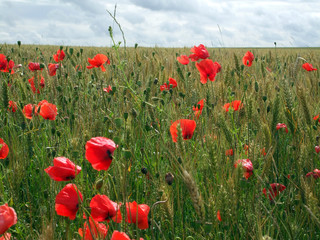 champ de coquelicots