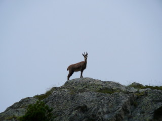 chamois majestueux  sur sommet 