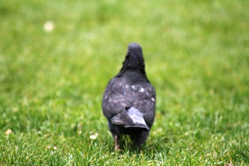 pigeon