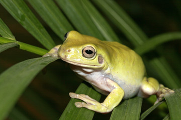 green frog