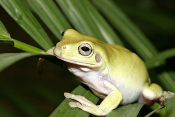 green frog