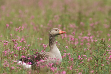 Oie cendr&eacute;e sur fleur violette Anser anser   Greylag Goose