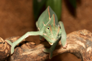 chameleon