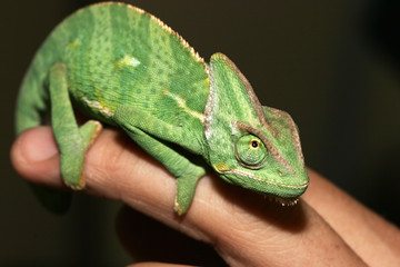 chameleon © Christophe Fouquin