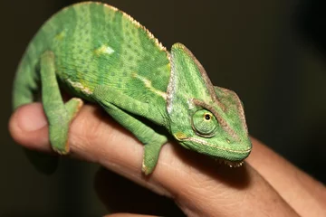 Papier Peint photo autocollant Caméléon chameleon