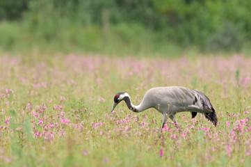 Obraz premium grue cendrée