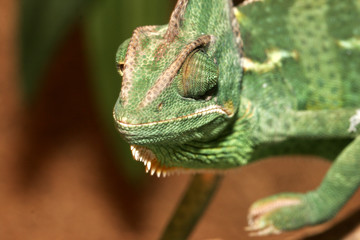 chameleon