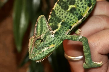 Peel and stick wallpaper Chameleon chameleon