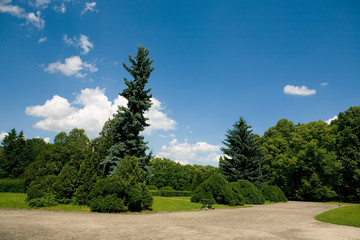 Summer Landscape