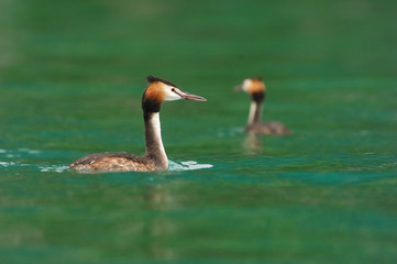Grèbe huppé - Podiceps cristatus - Great Crested Grebe