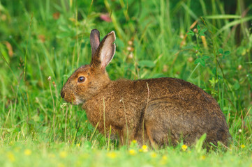 lapin dans la lumiére du matin