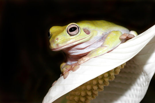 frog on flowers - black-eyed tree frog sitting on whrite flowers