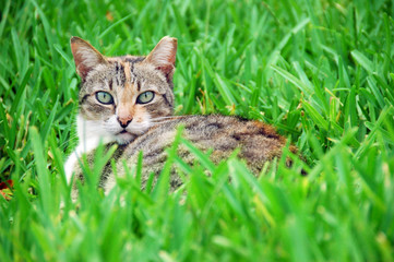 Cat on the lawn - cat is relaxing on the lawn