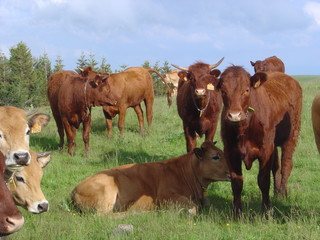 Troupeau de vaches Salers et Aubrac