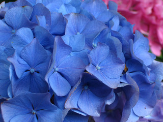 hortensia bleu