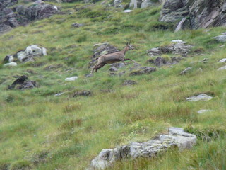chamois au galop