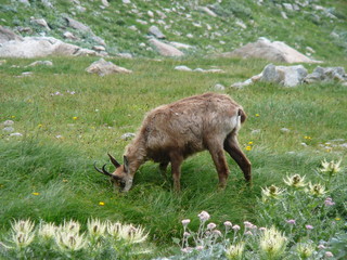 chamois paturant