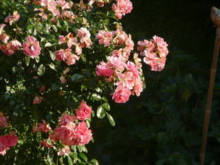 rosier en fleurs