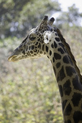 Profile shot of a Ugandan Giraffe (aka Rothschild Giraffe).