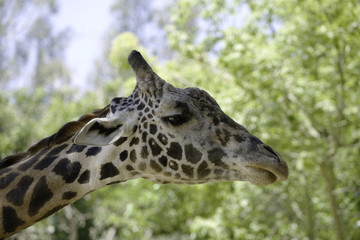 Profile shot of a Ugandan Giraffe (aka Rothschild Giraffe).