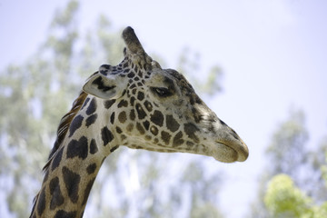 Profile shot of a Ugandan Giraffe (aka Rothschild Giraffe).