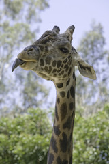 A Ugandan Giraffe sticking it's tongue out