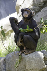 Female chimpanzee staring at camera