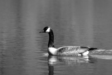canadian goose