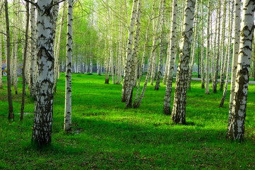 birch forest with long shadows