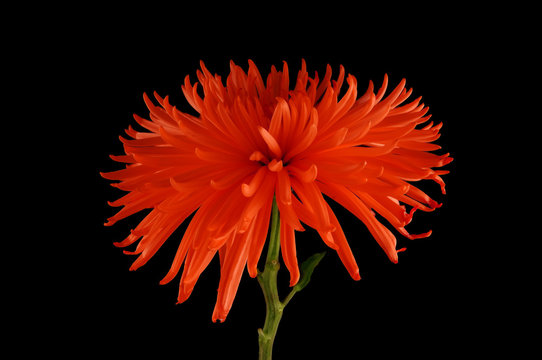 Fototapeta yellow chrysanthemum on black background