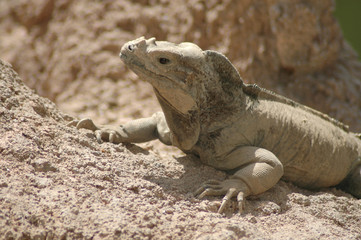 Iguana