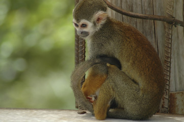 Monkey