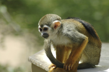 Monkey 2