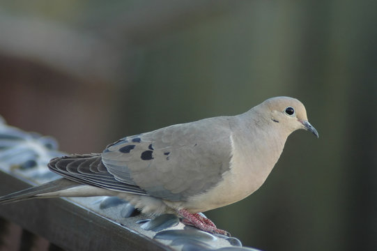 Mourning Dove - Powered by Adobe