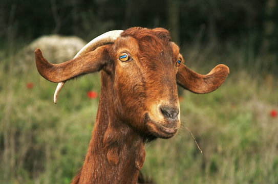 naugthy goat