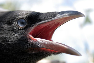 head of the crow