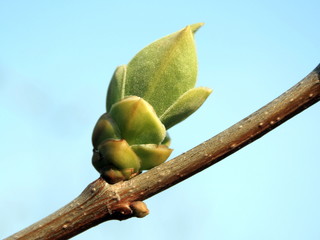 young buds of lilac 2