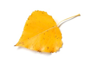 Naklejka premium Leaf
