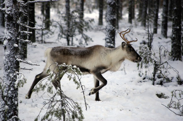 reindeer in natural enviroment in scandinavia