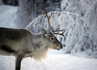 reindeer in natural enviroment in scandinavia - 3548482