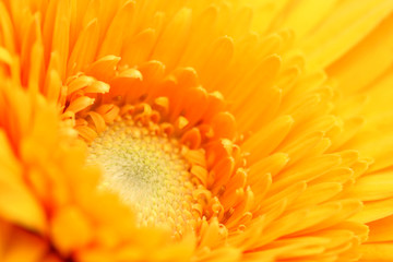 Yellow Gerbera Daisy