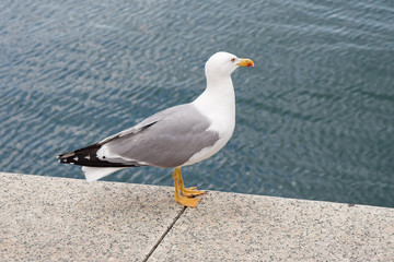 gaviota