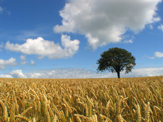 Champs de céréales et arbre