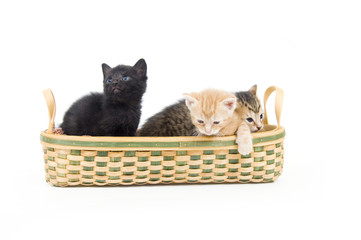 Fototapeta na wymiar Three kittens rest in a basket on a white background