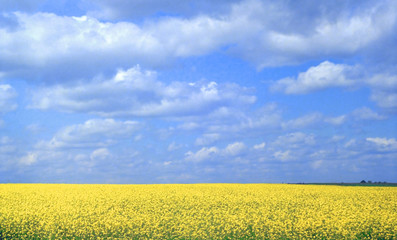 The Mustard in Blooming